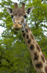 giraffe