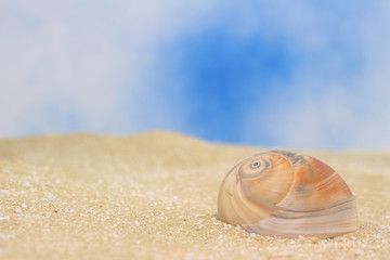Fototapeta na wymiar Sea Shell