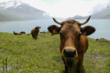 troupeau au lac du mont cenis - alpes