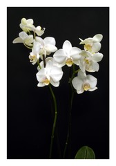 White Orchids on a black background