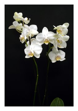 Fototapeta White Orchids on a black background