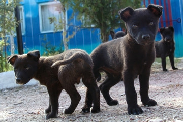 Black puppies 2