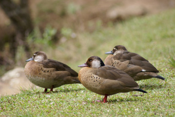 a group of wild ducks