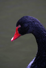 Obraz premium a black swan