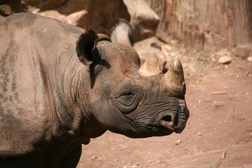 Fototapeta premium Spitzmaulnashorn