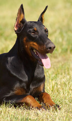 Doberman Pinscher  dog portrait outdoor