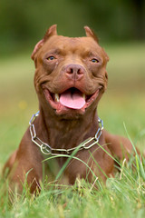 Pitbull dog portrait in green grass