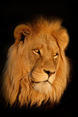 Obraz na płótnie Canvas Lew afrykański (Panthera leo) portrait