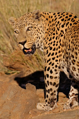 Male leopard (Panthera pardus)