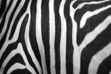 Fototapeta na wymiar zebra paski