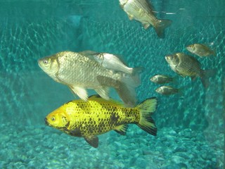 Fototapeta premium poissons