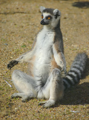ring tailed lemur © martin1985
