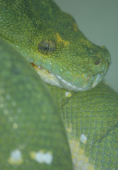 emerald tree boa