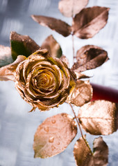 Gold rose