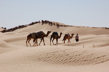 caravan in desert Sahara