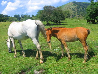 horses