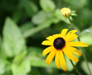 Brown Eyed Susan