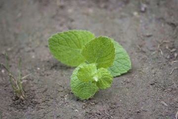 Feuilles de menthe