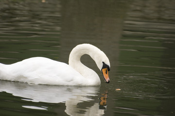 Fototapeta premium Le repas du cygne