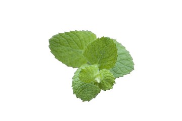 Feuilles de menthe détourée © Loïc Francois