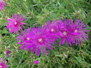 zarte Bl&uuml;tenbl&auml;tter