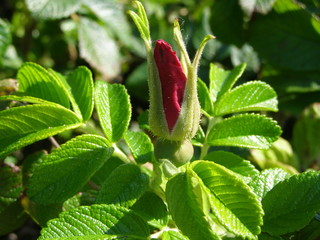 Red wild rose