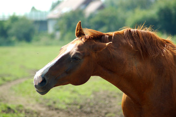Fototapeta premium Pferdekopf im Profil