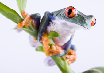 Red eyed tree frog