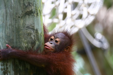 orangutan's baby (offspring) slips from tree