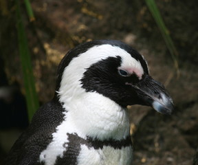 blackfooted penguin (Spheniscus demersus)