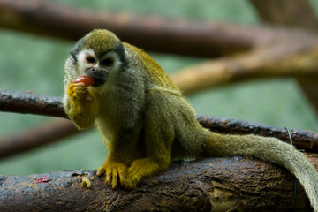 Squirrel monkeys