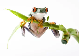 Foto auf Acrylglas Frosch Frosch auf Bambus