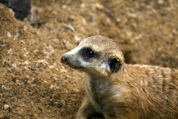 suricata, meerkat