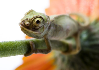 Chameleon