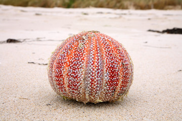 Colorful sea urchin (Echinus esculentus) on a British beach.