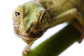 Chameleon