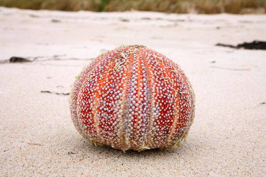 Colorful sea urchin (Echinus esculentus) on a British beach.