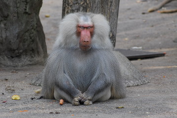 Pavian 
