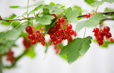 Red Currant