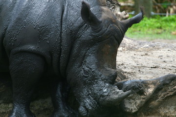 Obraz premium rhino horn