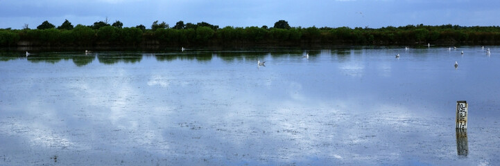 panorama d'un marais