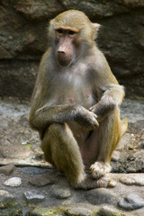 Baboons