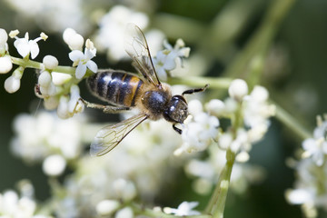 abeille