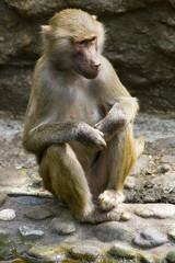 Baboons