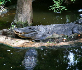 AMERICAN CROCODILE (Crocodylus acutus)
