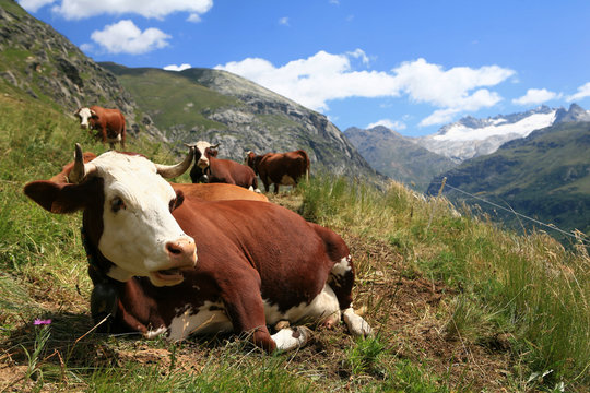 Vache en montagne