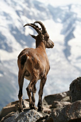 Bouquetin sur fond de glacier