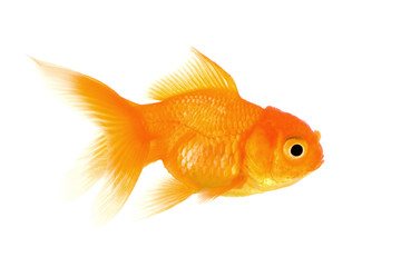 Goldfish in front of a white background - obrazy, fototapety, plakaty