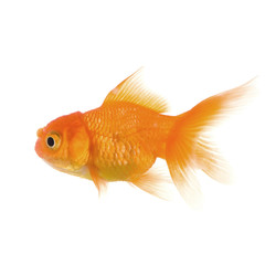 Goldfish in front of a white background