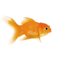 Goldfish in front of a white background